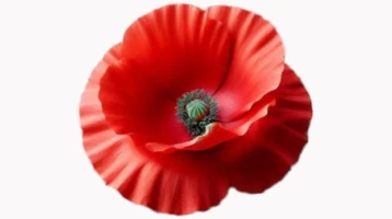 ANZAC poppy 2026